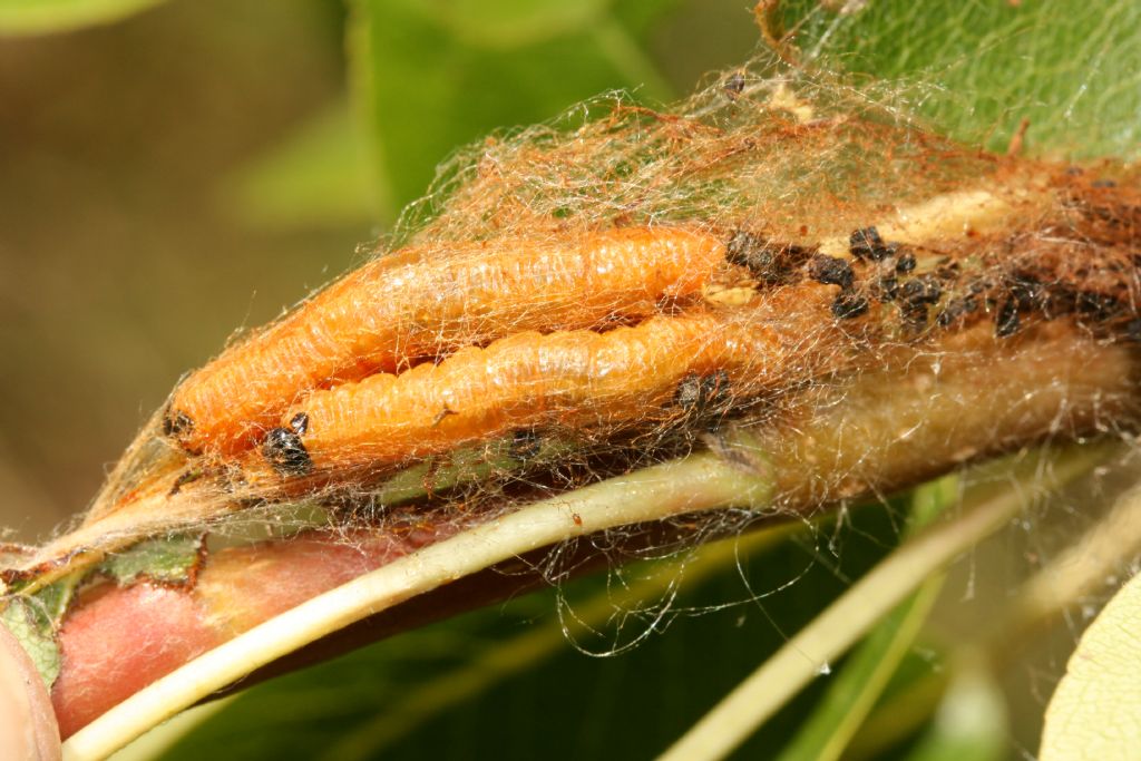 Pamphiliidae: Lida del pero: Neurotoma saltuum (= flaviventris)